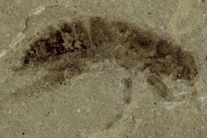 Eocene Fossil Cricket (Orthoptera) - Green River Formation #356689